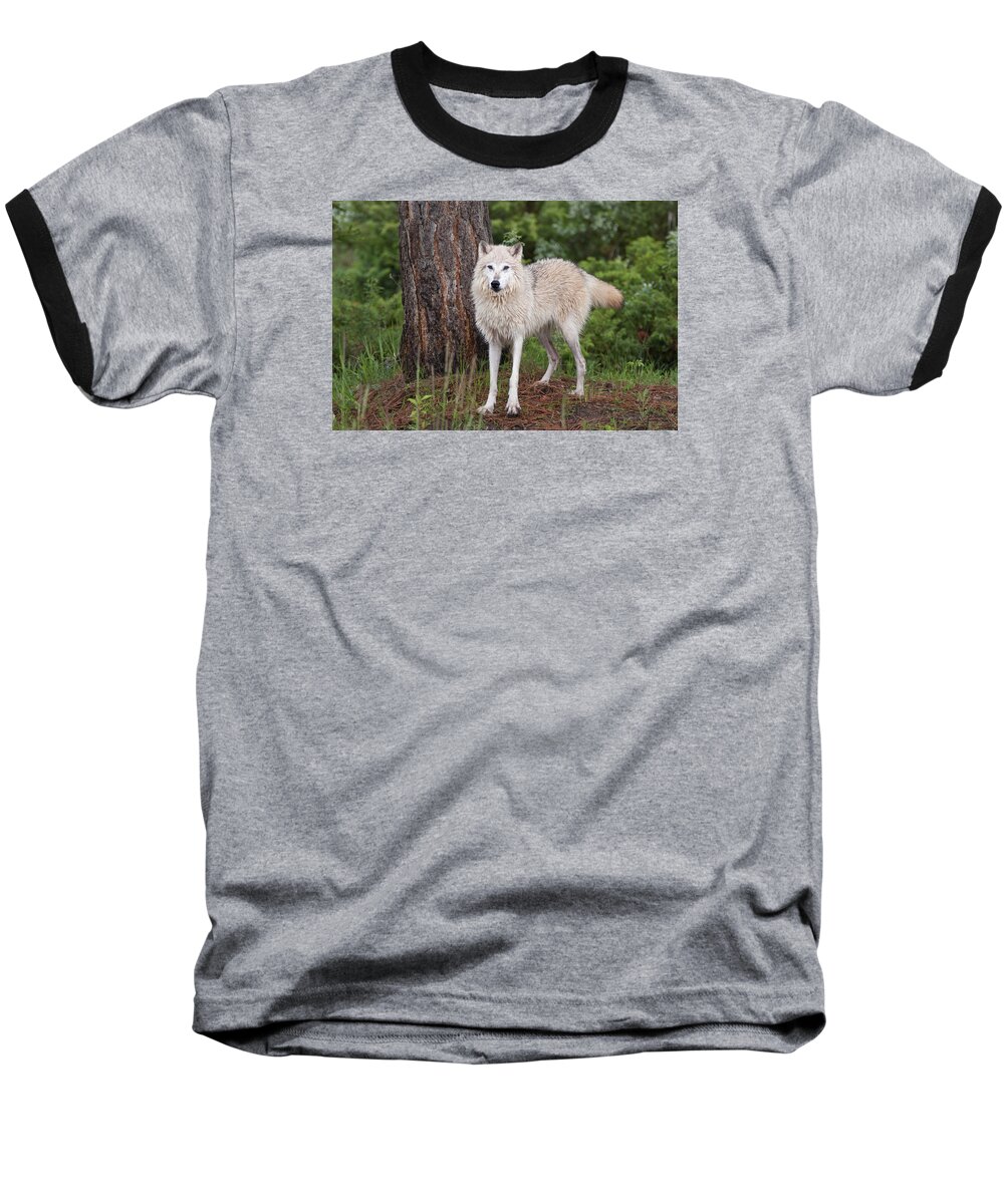 Wolf Baseball T-Shirt featuring the photograph White Wolf. #1 by Jack Nevitt