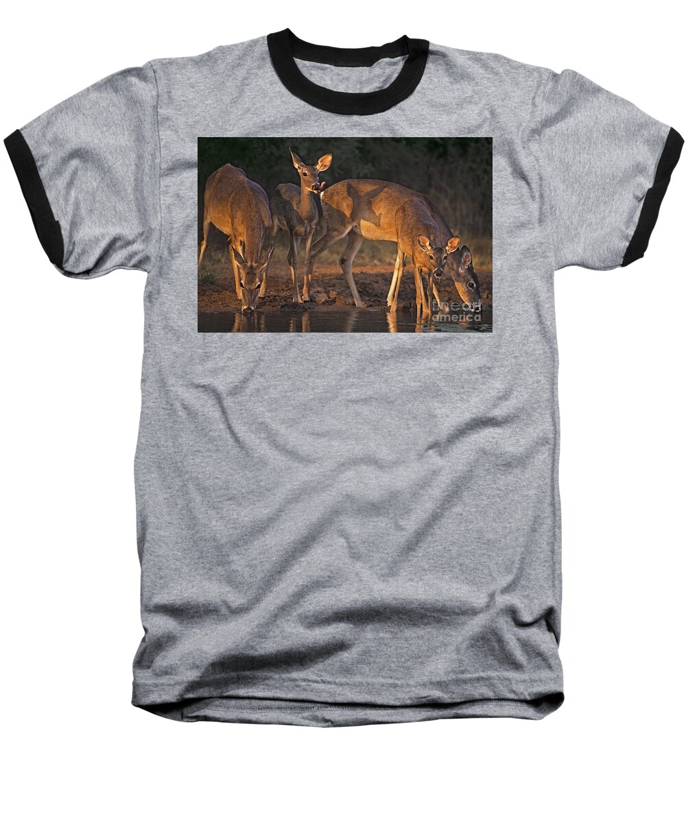 North America Baseball T-Shirt featuring the photograph Whitetail Deer at Waterhole Texas #1 by Dave Welling