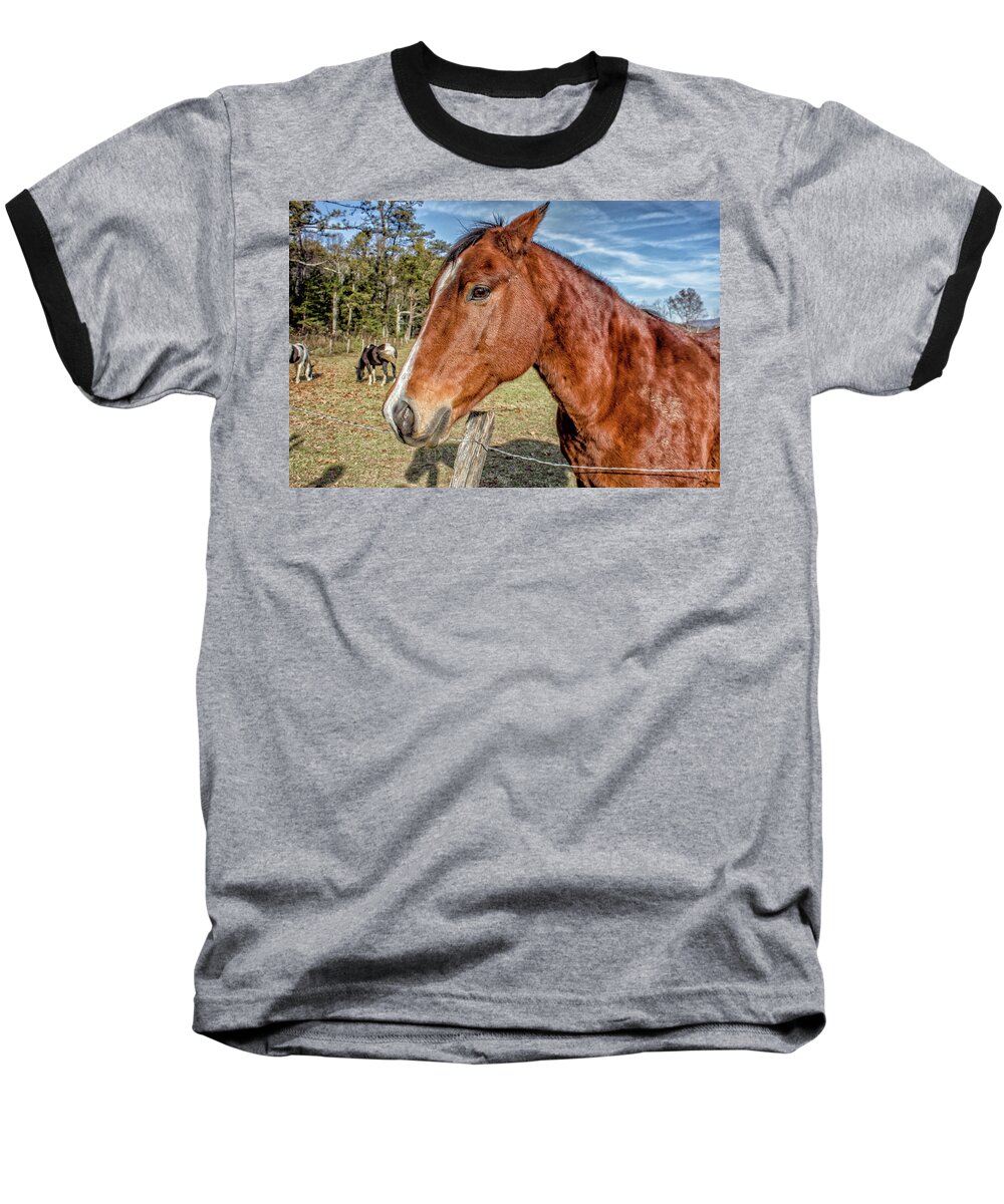 Horse Baseball T-Shirt featuring the photograph Wild Horse in Smoky Mountain National Park #1 by Peter Ciro