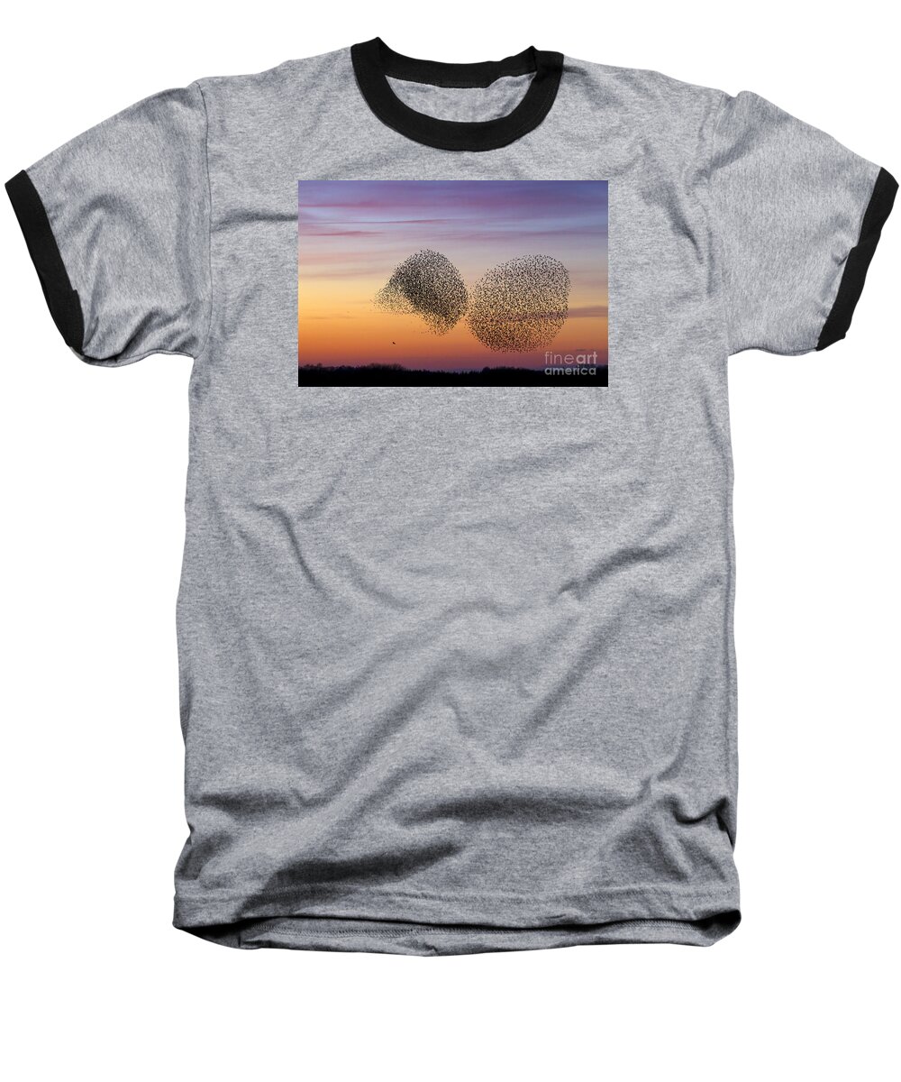 Common Starling Baseball T-Shirt featuring the photograph 150501p254 by Arterra Picture Library
