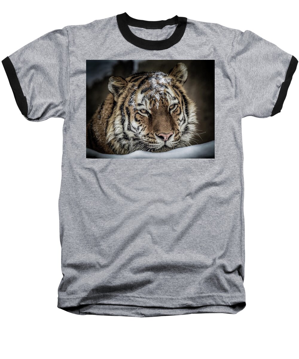 Amur Baseball T-Shirt featuring the photograph Amur Tiger #2 by Ron Pate