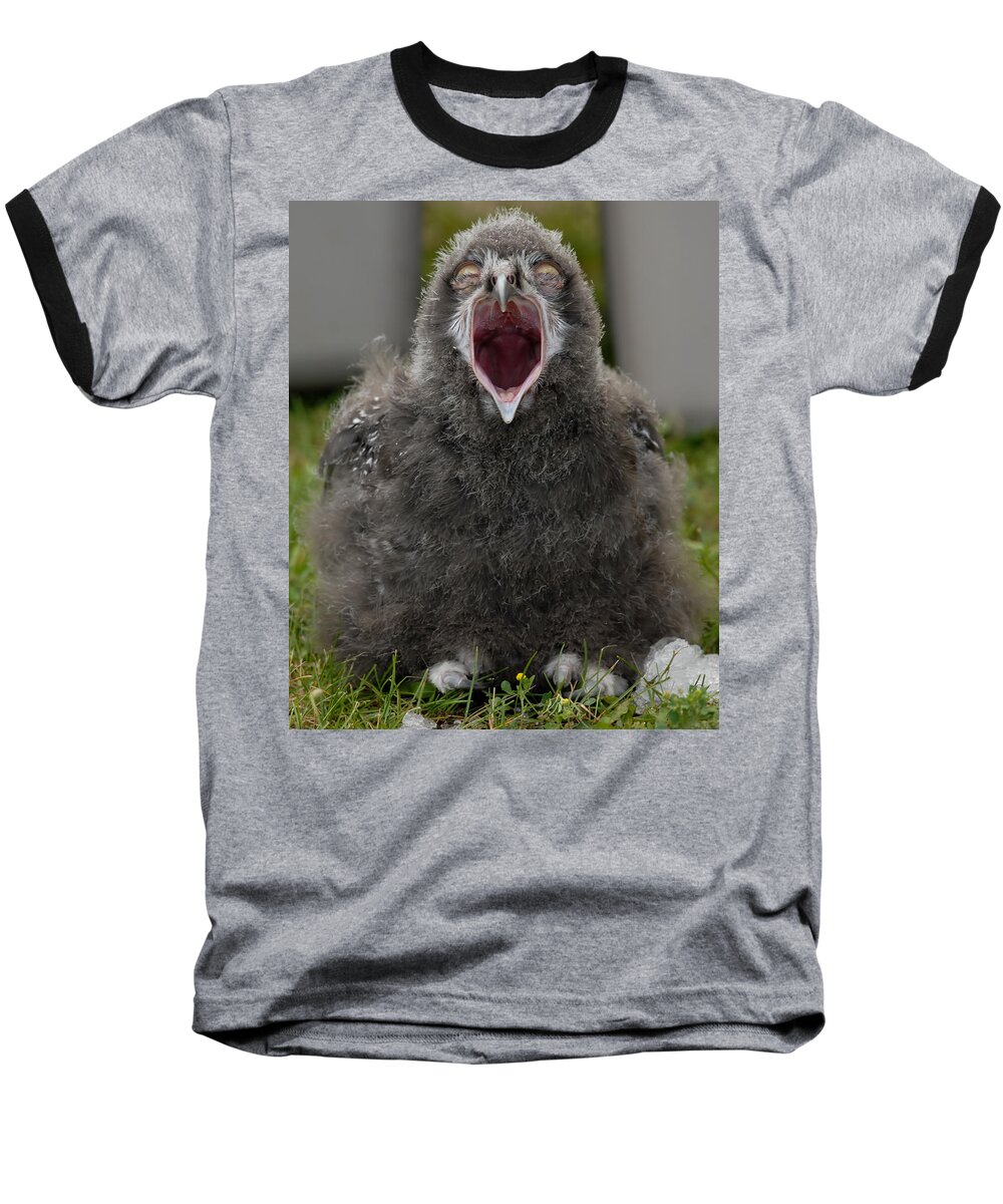 Snowy Owl Baby Baseball T-Shirt featuring the photograph Baby Snowy Owl #2 by JT Lewis