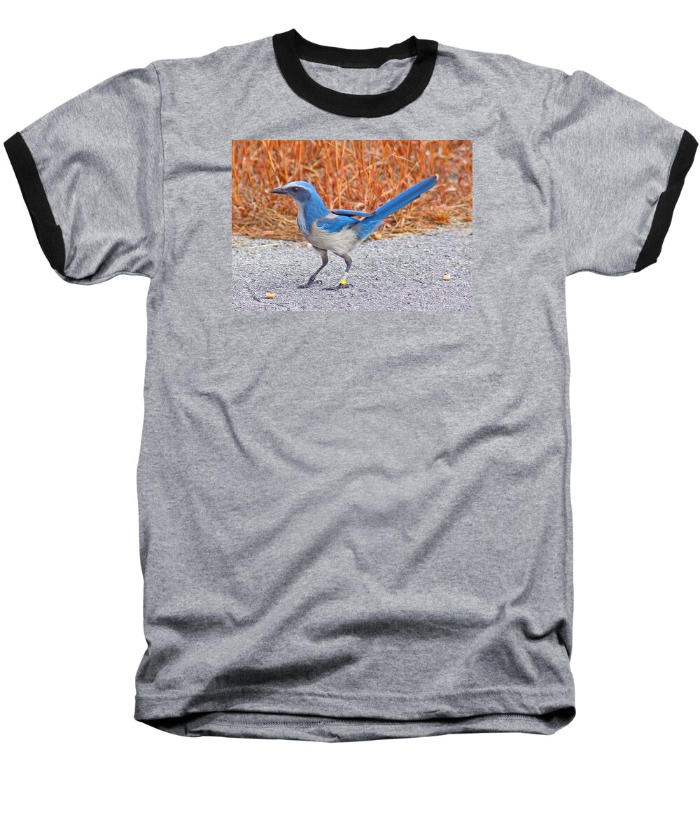 Scrubjay Baseball T-Shirt featuring the photograph Florida Scrub Jay #5 by Dart Humeston