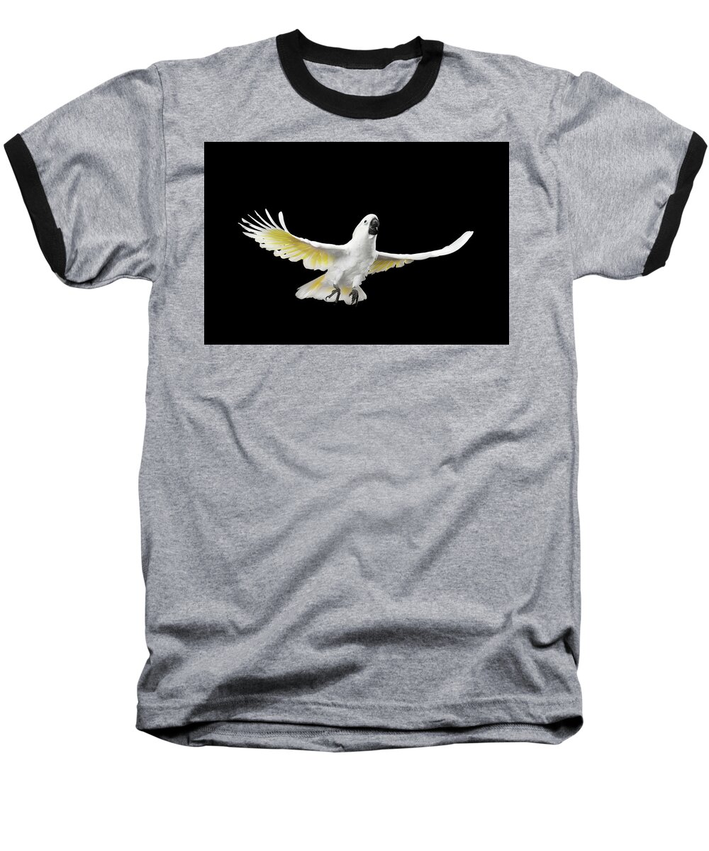 Cockatoo Baseball T-Shirt featuring the photograph Flying Crested Cockatoo alba, Umbrella, Indonesia, isolated on Black Background by Sergey Taran