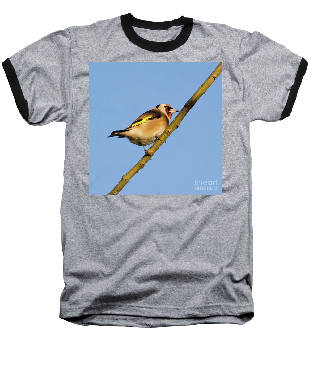 Goldfinch Baseball T-Shirt featuring the photograph Goldfinch #2 by Steev Stamford