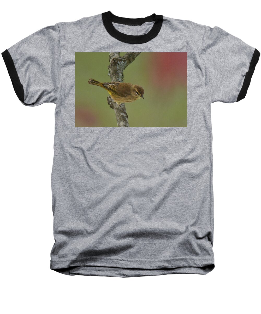 Bird Baseball T-Shirt featuring the photograph Palm Warbler #2 by Alan Lenk