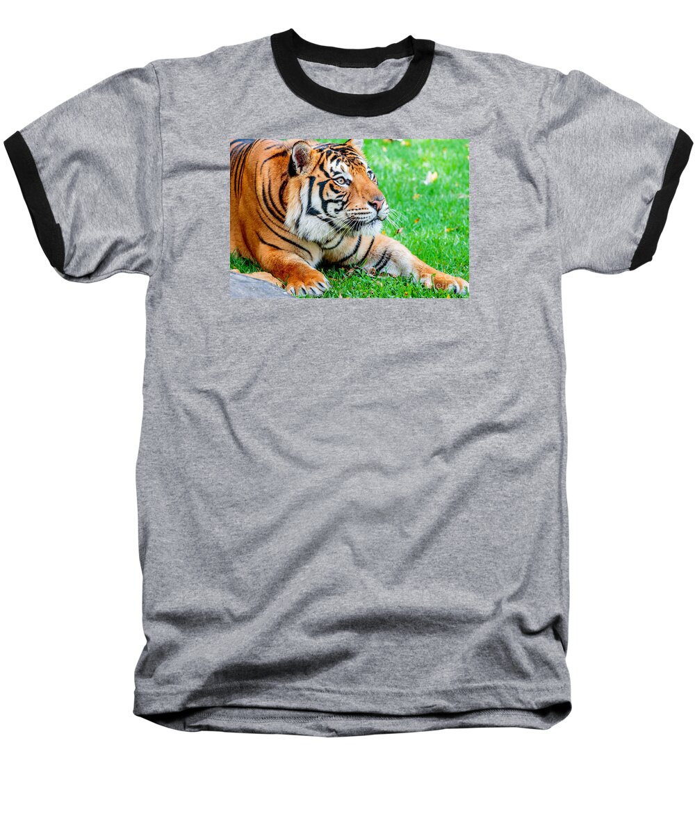 Animal Baseball T-Shirt featuring the photograph Pre-pounce Tiger #2 by Ray Shiu