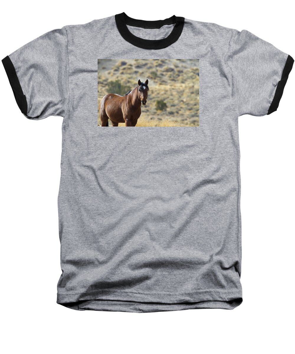 Horses Baseball T-Shirt featuring the photograph Wild Mustang Horse #2 by Waterdancer 