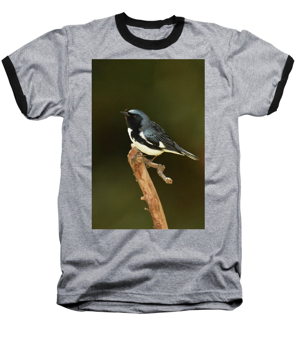Bird Baseball T-Shirt featuring the photograph Black-throated Blue Warbler #3 by Alan Lenk