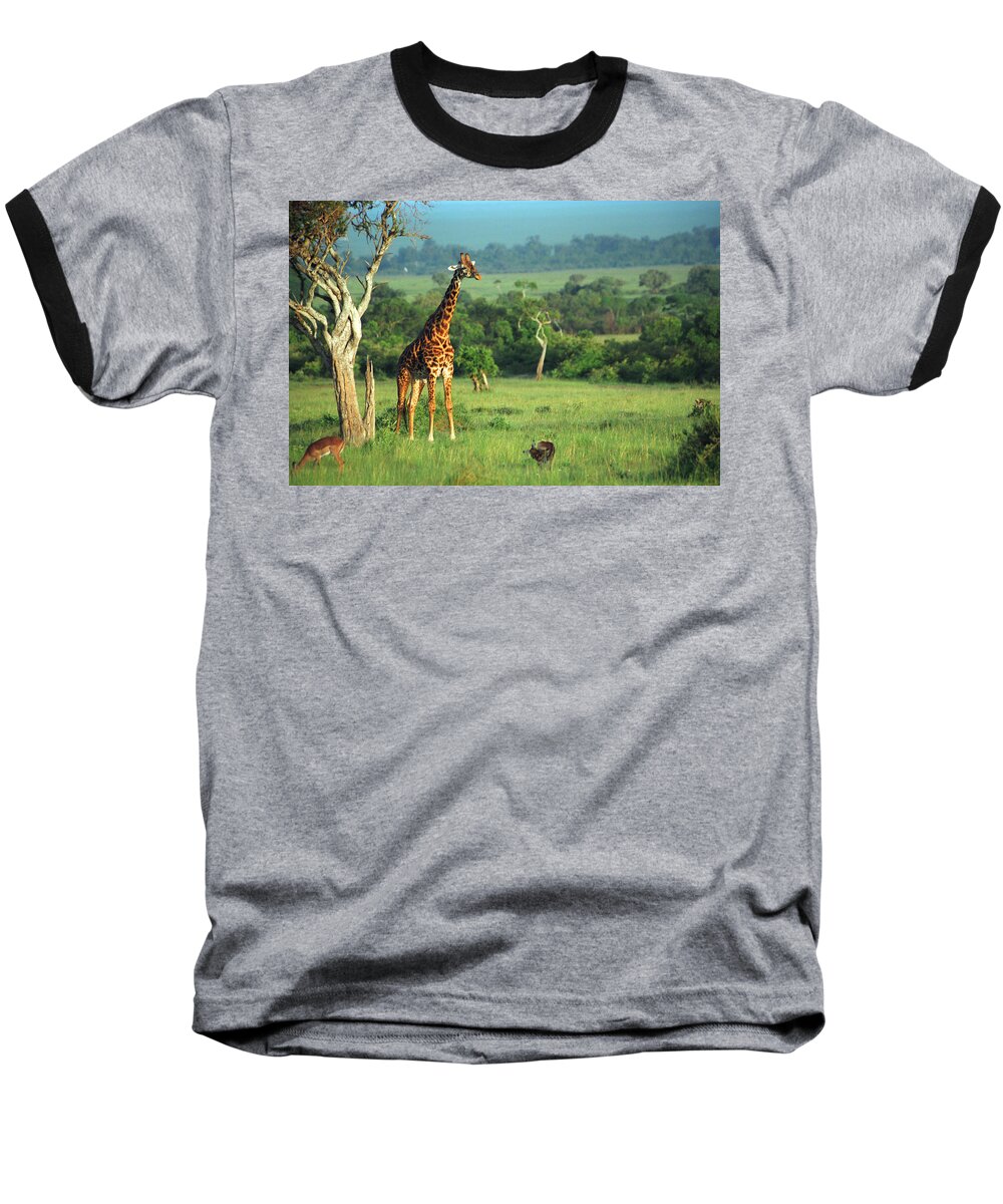 Giraffe Baseball T-Shirt featuring the photograph Giraffe #3 by Sebastian Musial