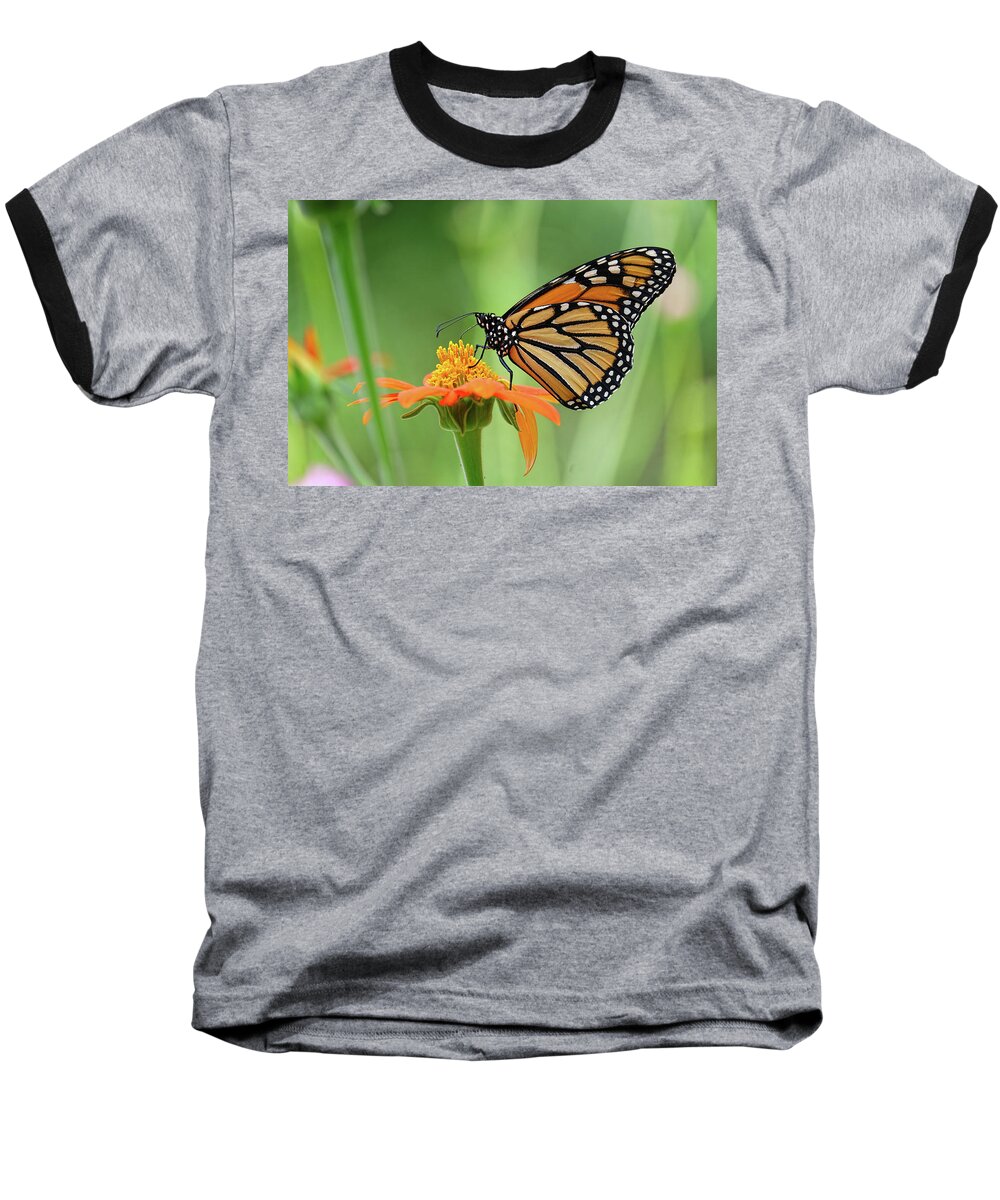 Butterfly Baseball T-Shirt featuring the photograph Monarch #6 by Ronda Ryan