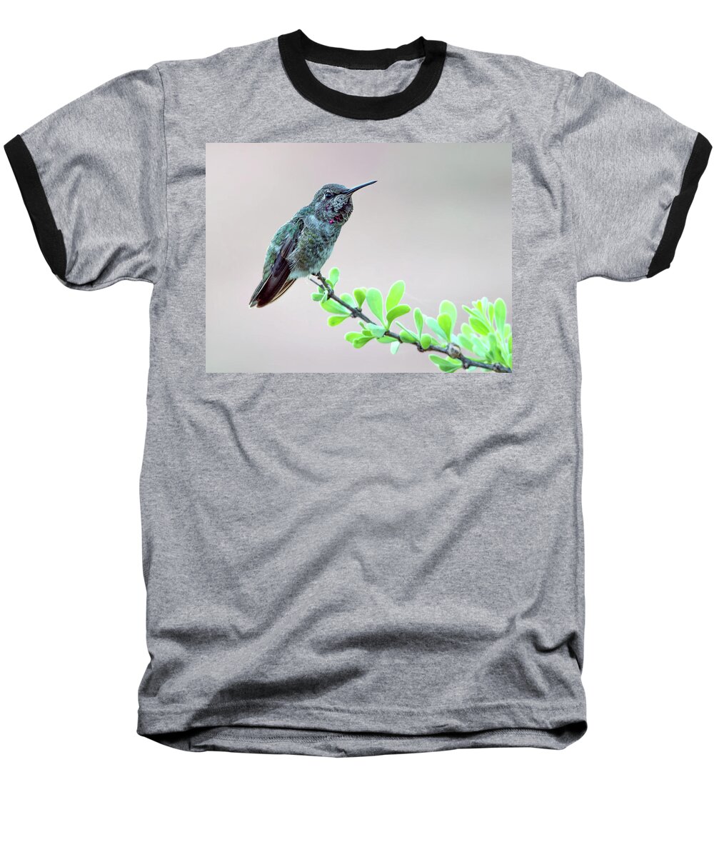 Anna's Baseball T-Shirt featuring the photograph Anna's Hummingbird #5 by Tam Ryan