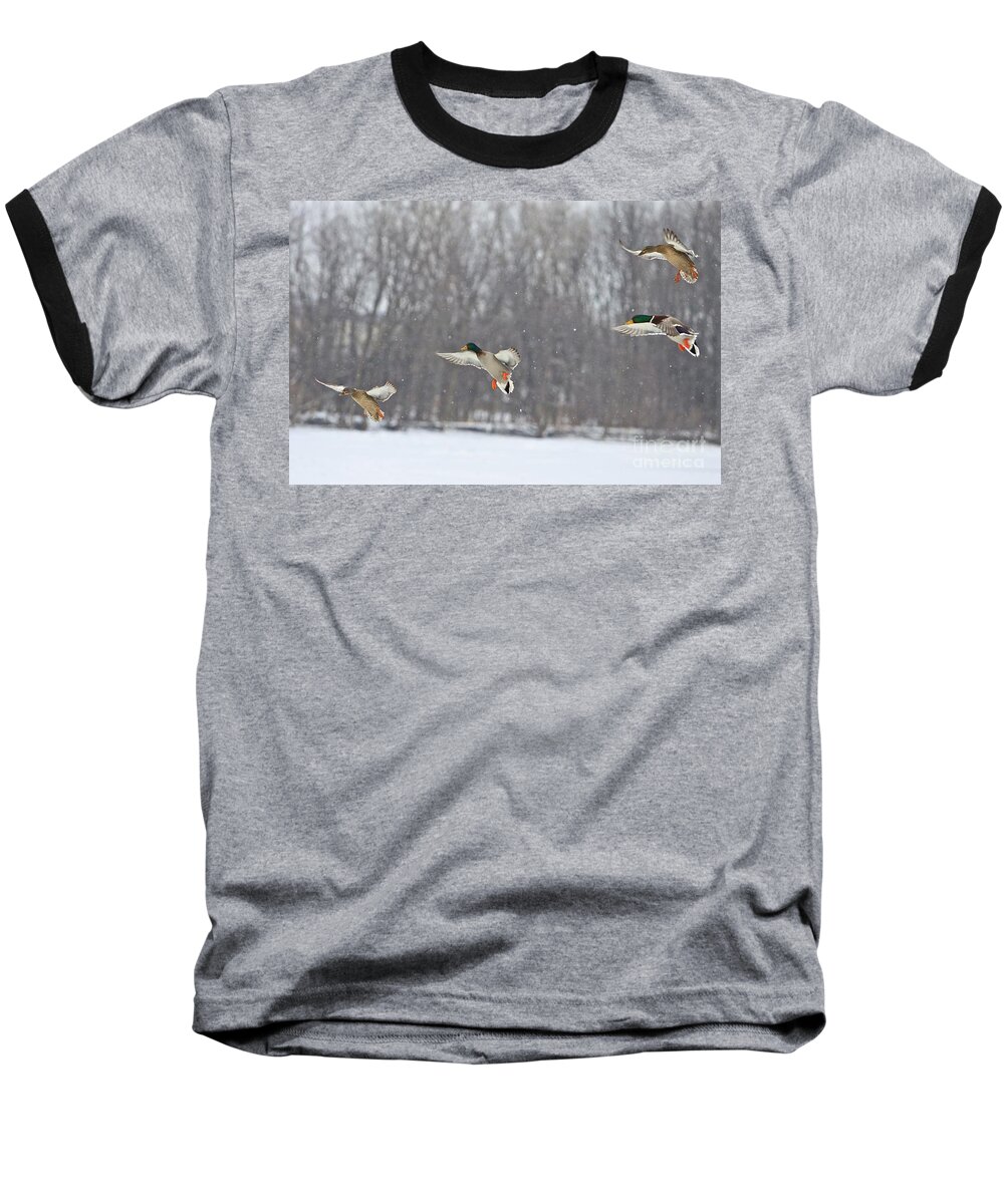 Ducks Baseball T-Shirt featuring the photograph 4 In A Row by Robert Pearson