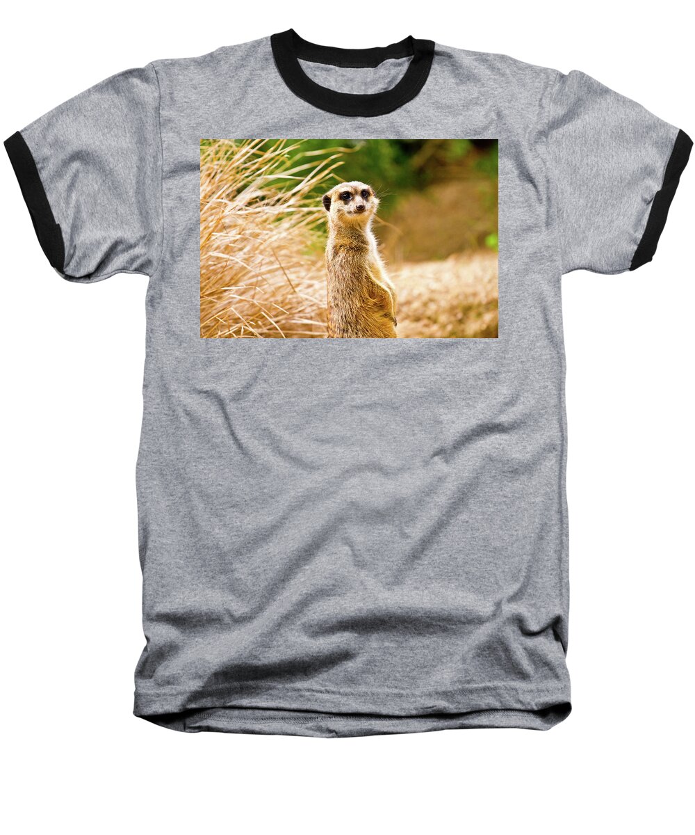 Meerkat Baseball T-Shirt featuring the photograph Meerkat #3 by Ed James