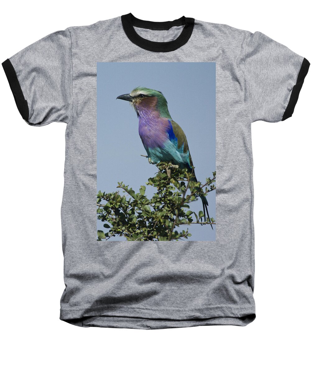 Africa Baseball T-Shirt featuring the photograph Lilac-Breasted Roller #5 by Michele Burgess