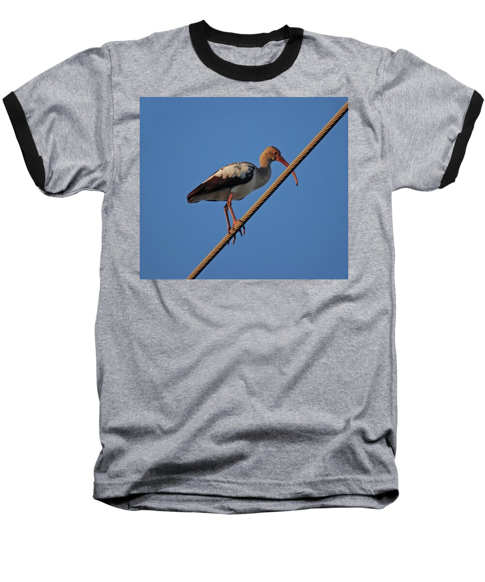  Ibis Baseball T-Shirt featuring the photograph 8- Brown Ibis by Joseph Keane