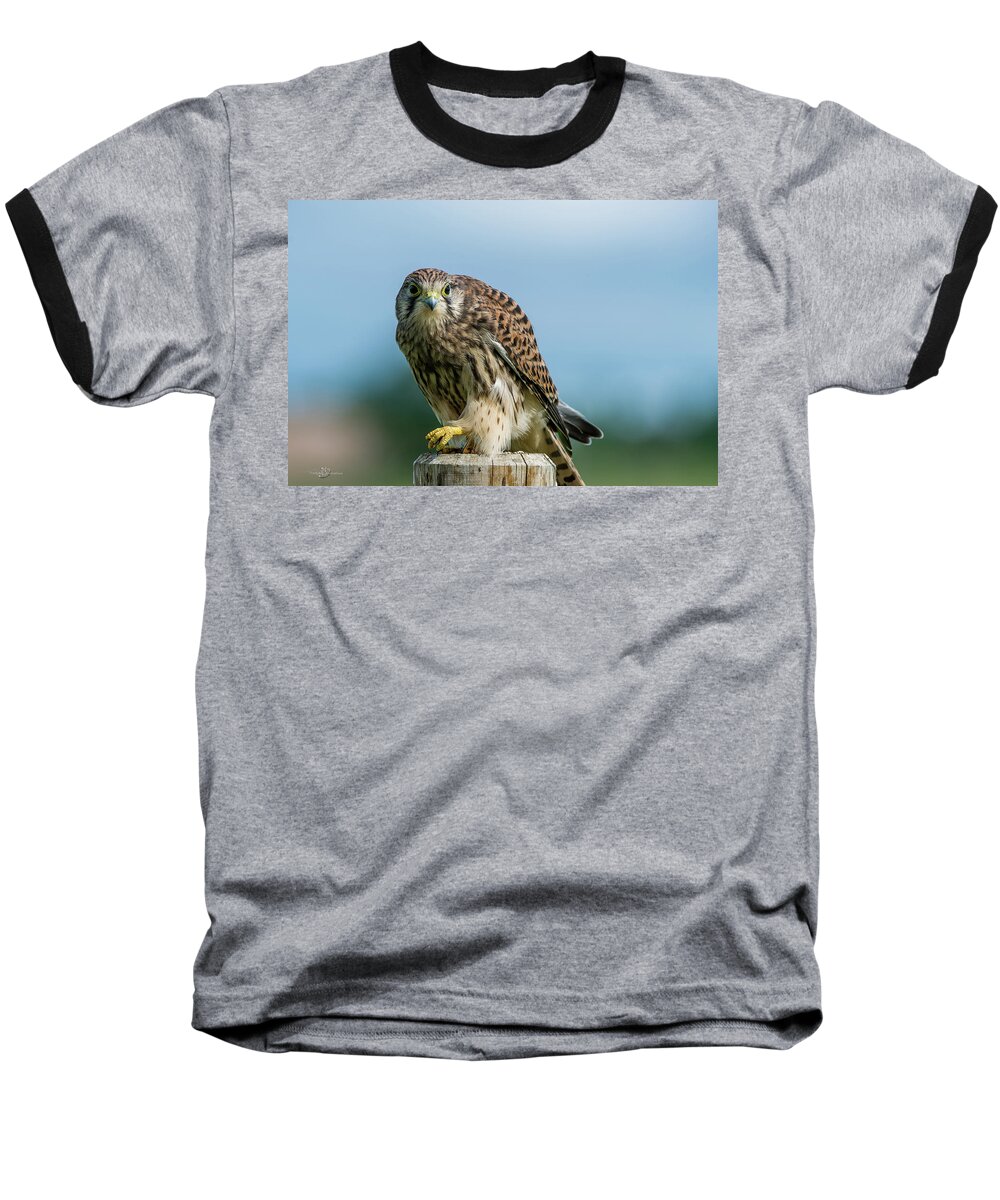 Kestrel Baseball T-Shirt featuring the photograph A beautiful young kestrel looking behind you by Torbjorn Swenelius