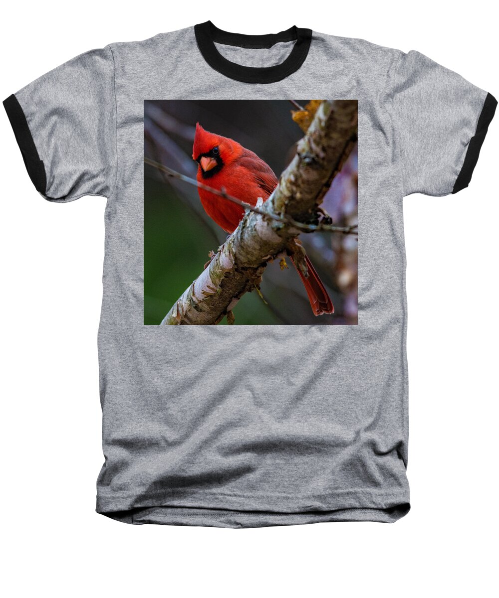 A Cardinal In Spring Prints Baseball T-Shirt featuring the photograph A Cardinal In Spring  by John Harding