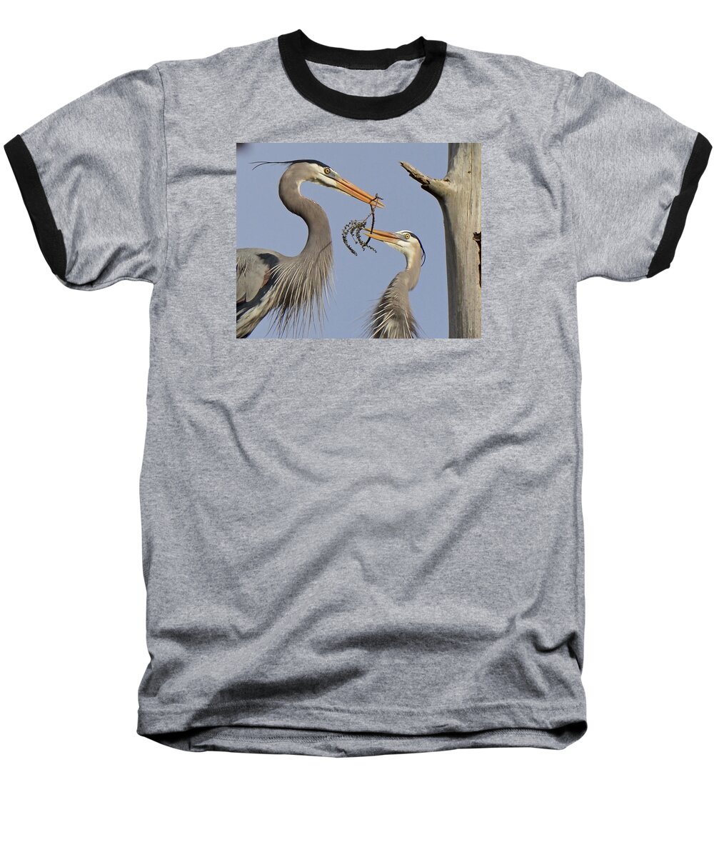 Bird. Heron Baseball T-Shirt featuring the photograph A Little Something For The Nest by Carol Bradley