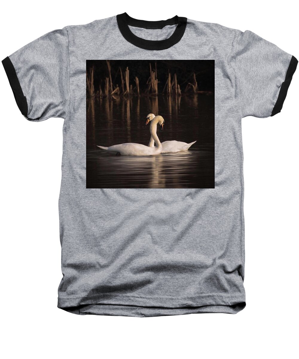 Nuts_about_birds Baseball T-Shirt featuring the photograph A Painting Of A Pair Of Mute Swans by John Edwards