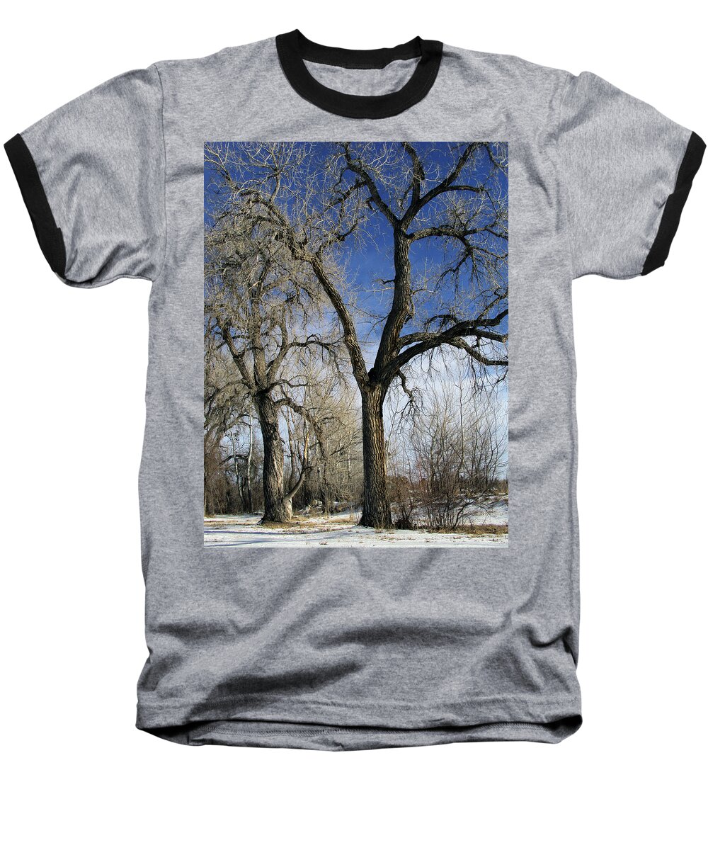 Tree Baseball T-Shirt featuring the photograph A Winter Kiss by Angelina Tamez