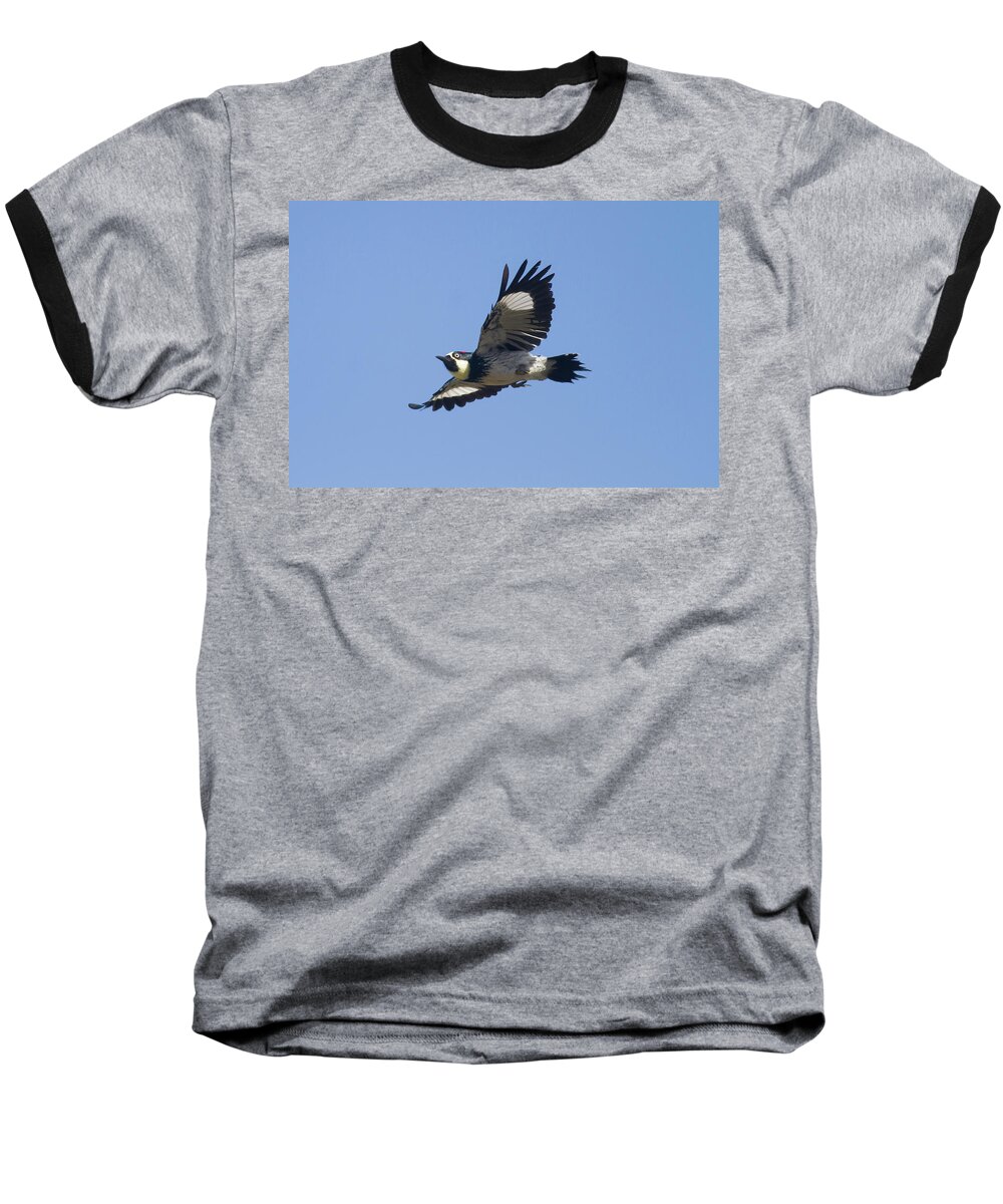 Acorn Woodpecker Baseball T-Shirt featuring the photograph Acorn Woodpecker by Mark Miller