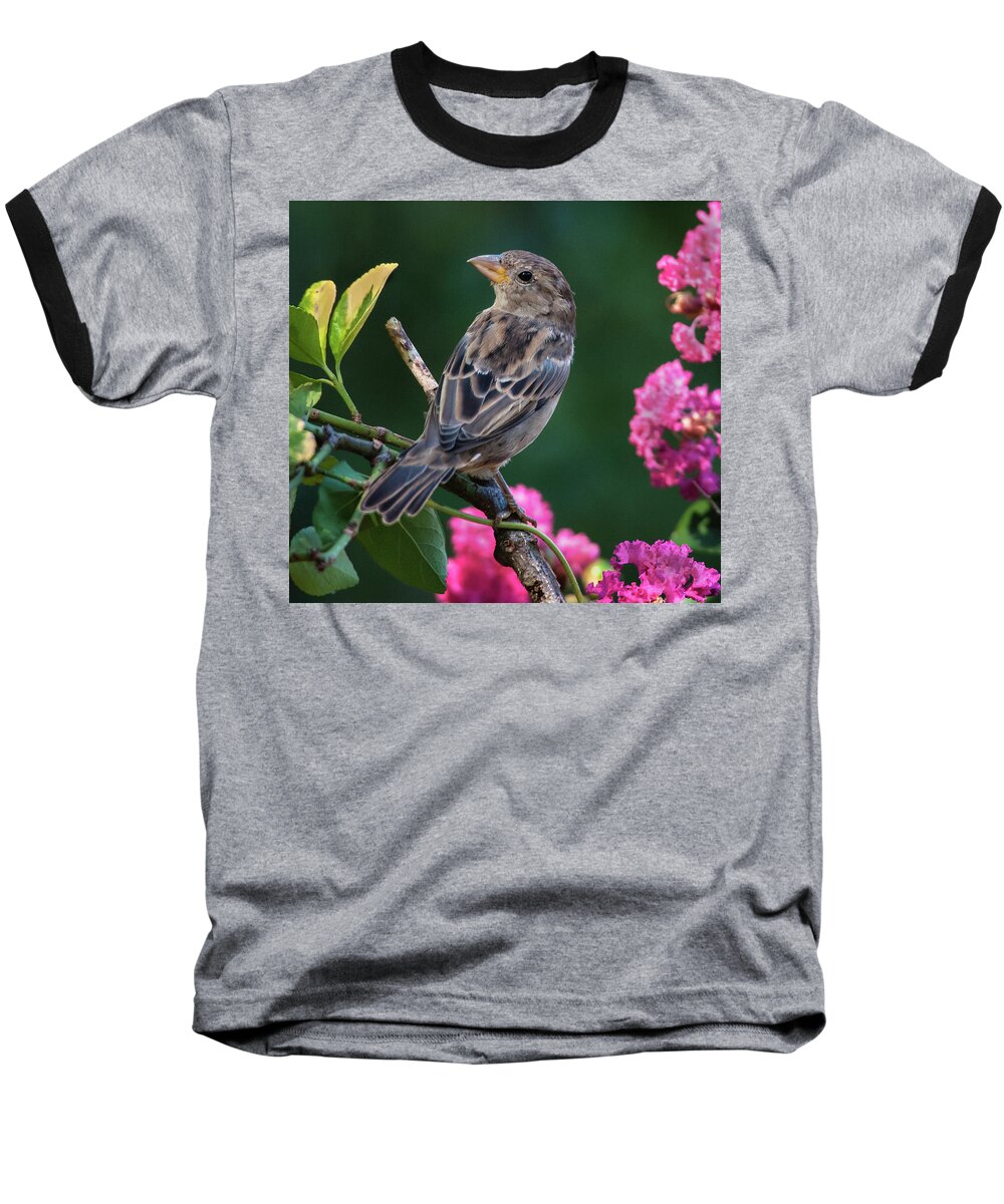 Finch Baseball T-Shirt featuring the photograph Adorable House Finch by Jim Moore