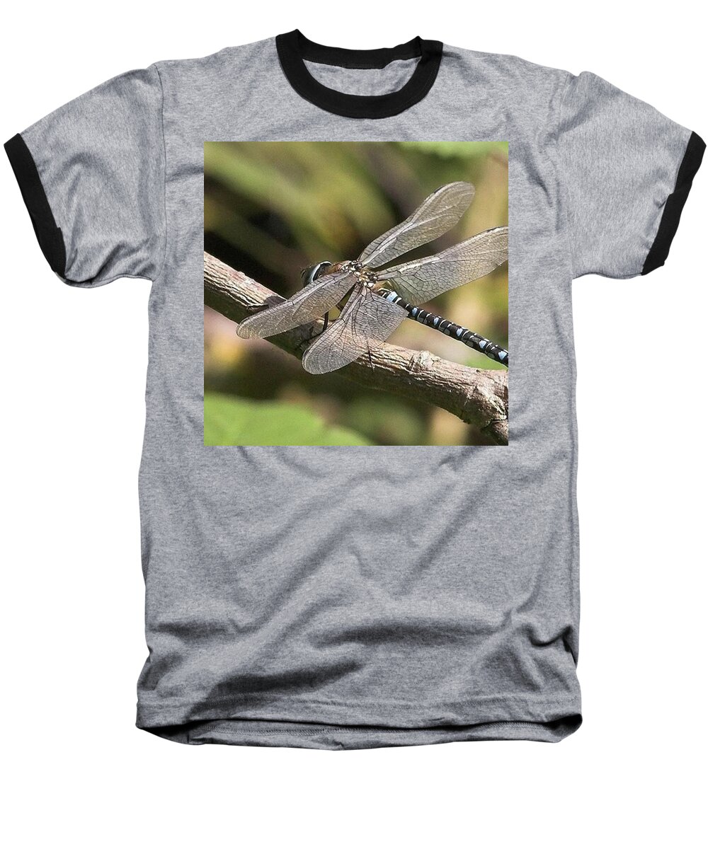 Dragonfly Baseball T-Shirt featuring the photograph Aeshna Juncea - Common Hawker
taken At by John Edwards