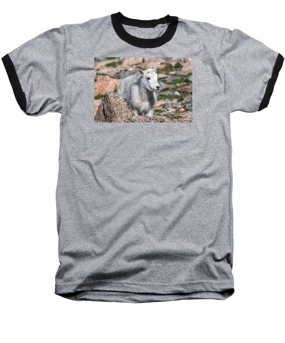 Mountain Goat Baseball T-Shirt featuring the photograph Ahhh Da Baby by Stephen Johnson