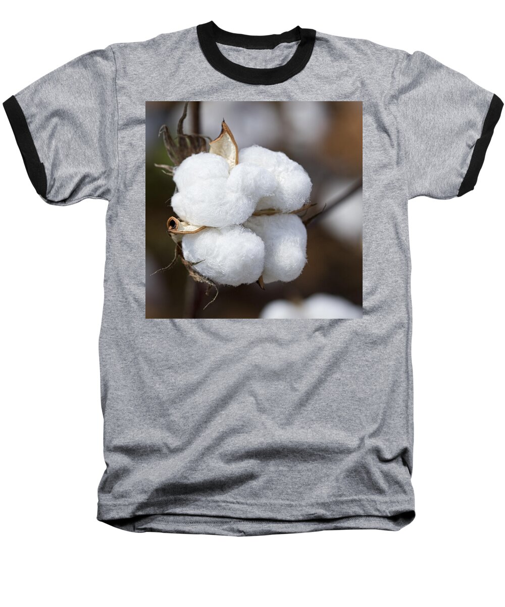 Cotton Baseball T-Shirt featuring the photograph Alabama Cotton Boll by Kathy Clark