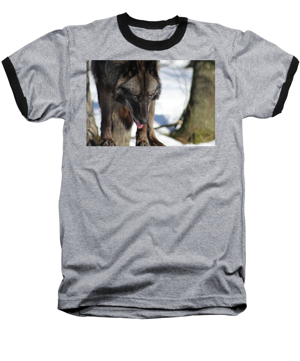 Wolf Baseball T-Shirt featuring the photograph Alaskan Tundra Wolf by Azthet Photography