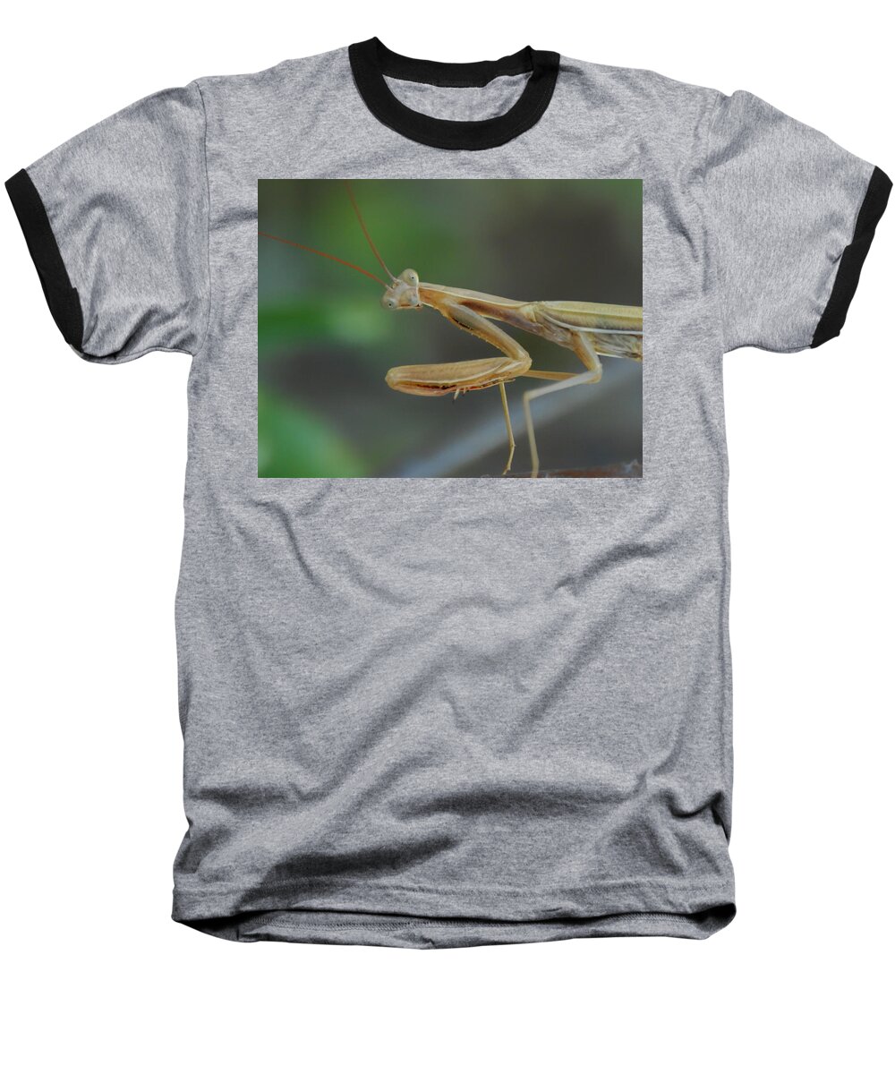 Praying Mantis Baseball T-Shirt featuring the photograph Aliens Among Us by Donna Blackhall