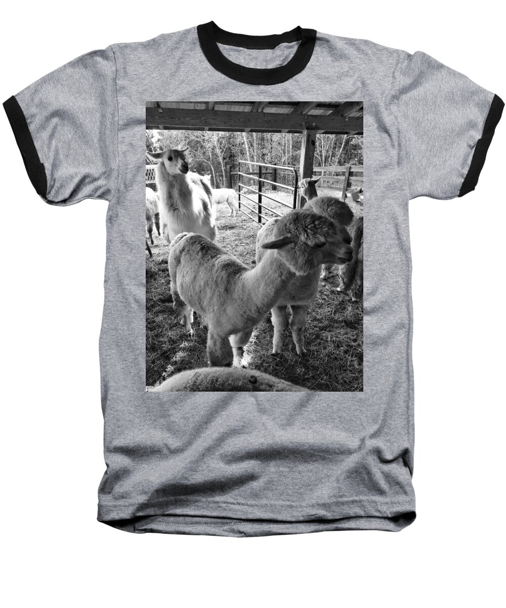 Alpaca Baseball T-Shirt featuring the photograph Alpaca Meeting by Joseph Caban
