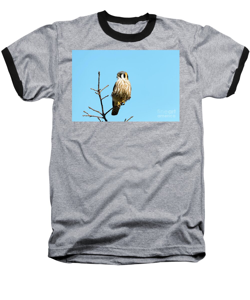 Kestrel Baseball T-Shirt featuring the photograph Americam Kestrel Falcon by Sam Rino