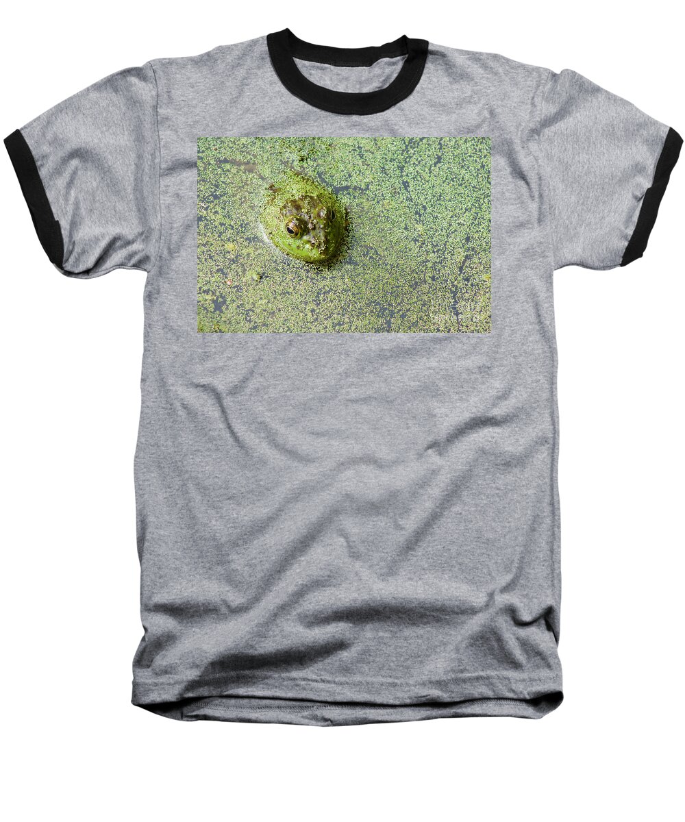 Photography Baseball T-Shirt featuring the photograph American Bullfrog by Sean Griffin