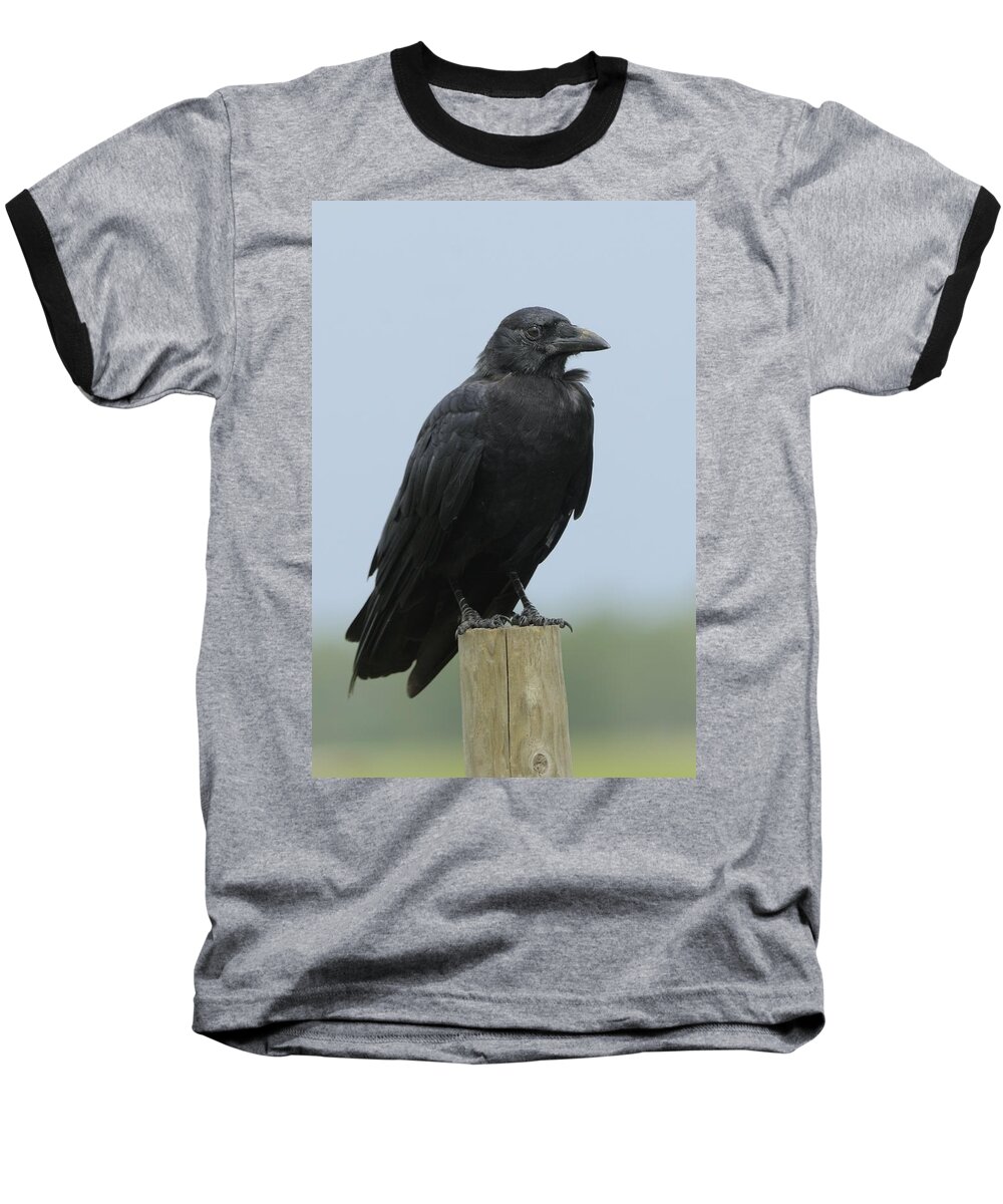 Crow Baseball T-Shirt featuring the photograph American Crow on a Post by Bradford Martin