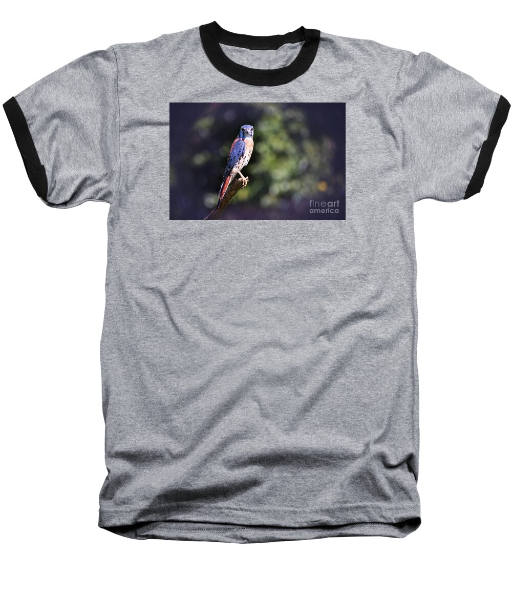 Bird Baseball T-Shirt featuring the photograph American Kestrel by Sharon McConnell