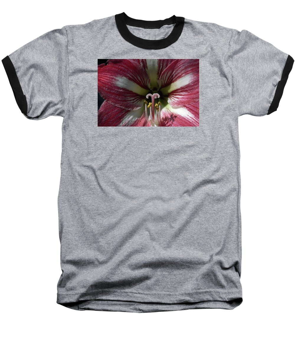 Amaryllis Flower Close-up Baseball T-Shirt featuring the photograph Amaryllis Flower Close-up by Sally Weigand