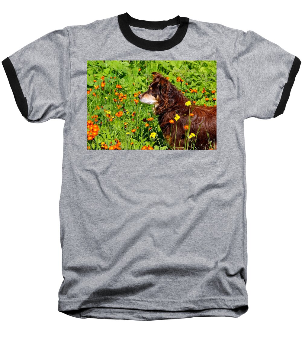 Dog Baseball T-Shirt featuring the photograph An Aussie's Thoughtful Moment by Debbie Oppermann