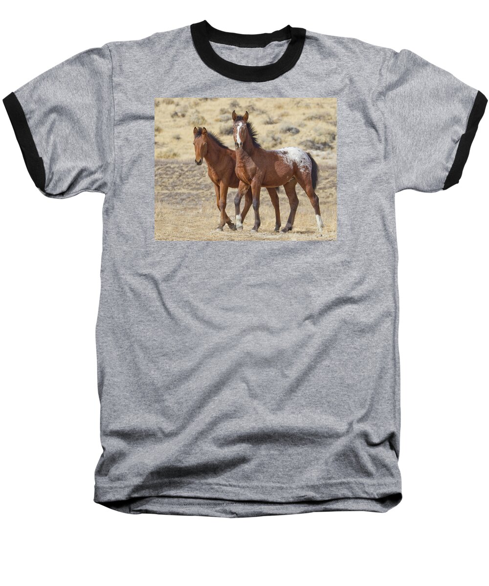 Horses Baseball T-Shirt featuring the photograph Appaloosa Mustang Foals by Waterdancer