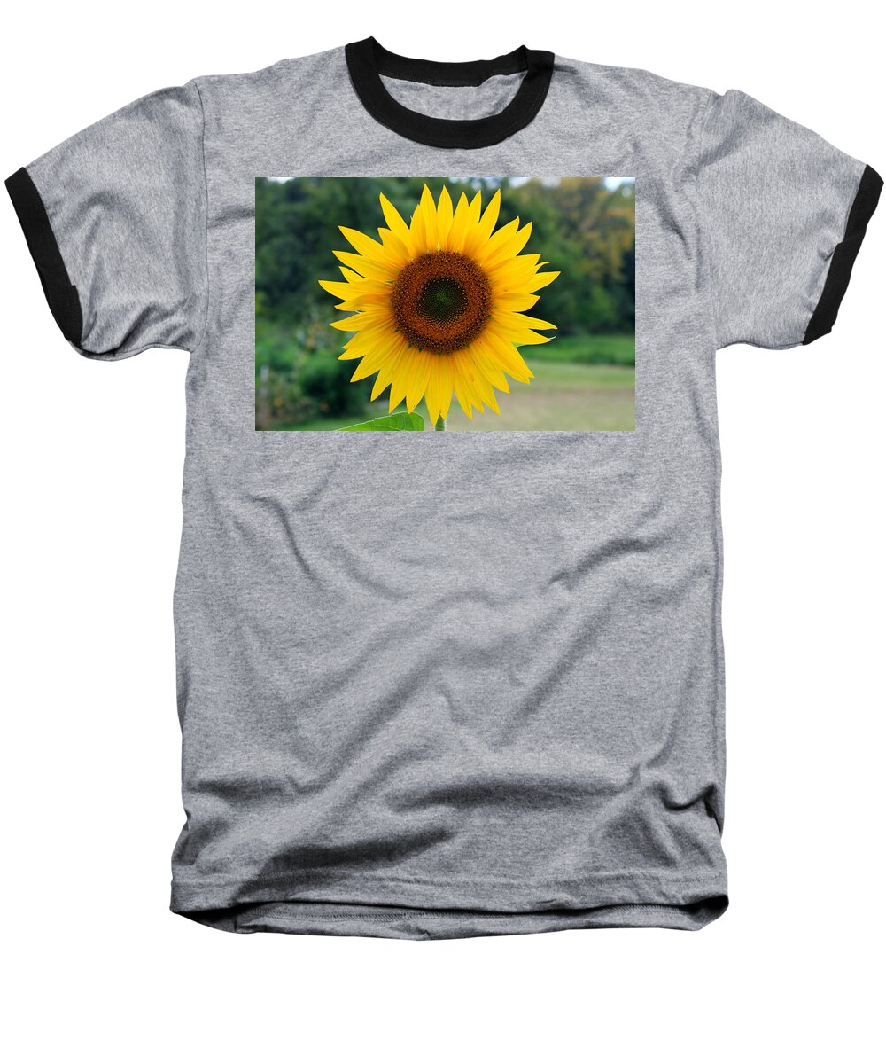 Flower Baseball T-Shirt featuring the photograph August Sunflower by Jeff Severson