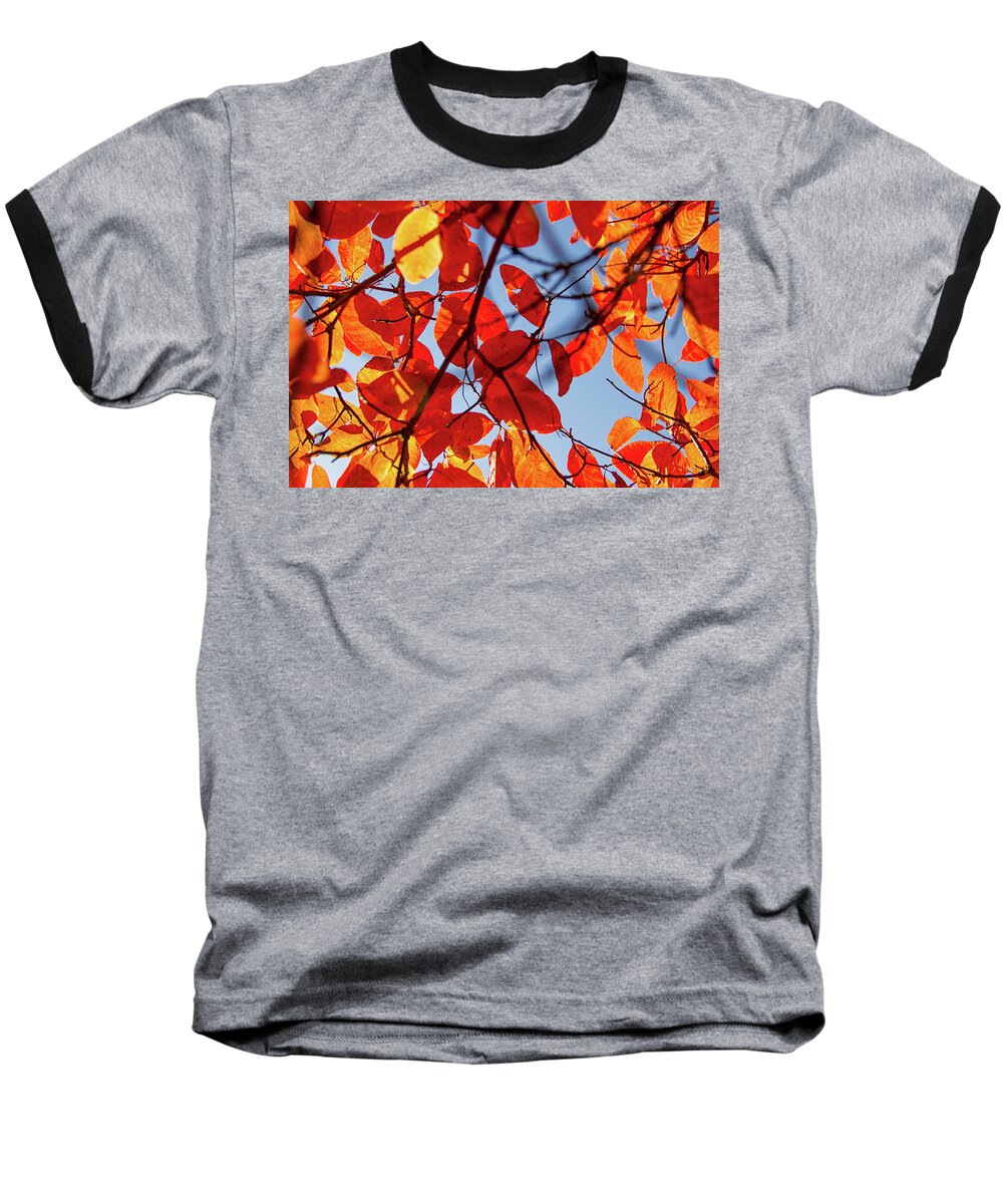 Fall Colors Baseball T-Shirt featuring the photograph Autumn in the arboretum by Kunal Mehra