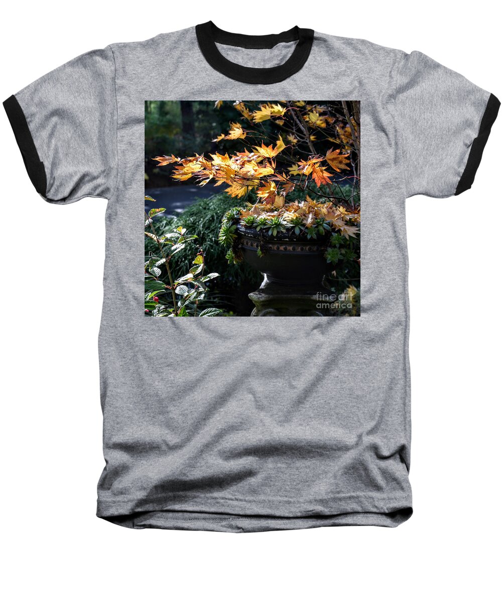 Maple Baseball T-Shirt featuring the photograph Autumn Maple and Succulents by Tatyana Searcy