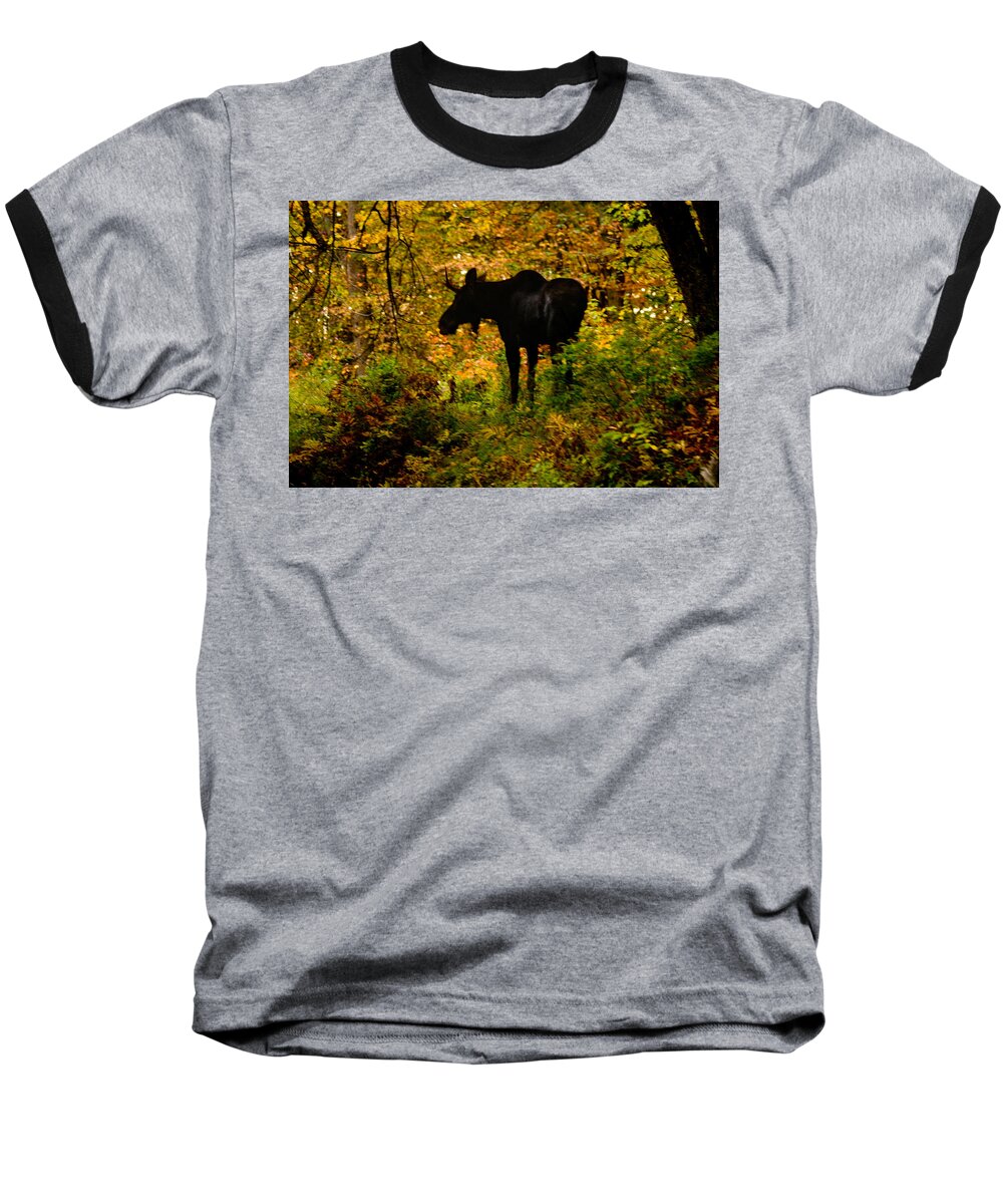 Moose Baseball T-Shirt featuring the photograph Autumn Moose by Brent L Ander
