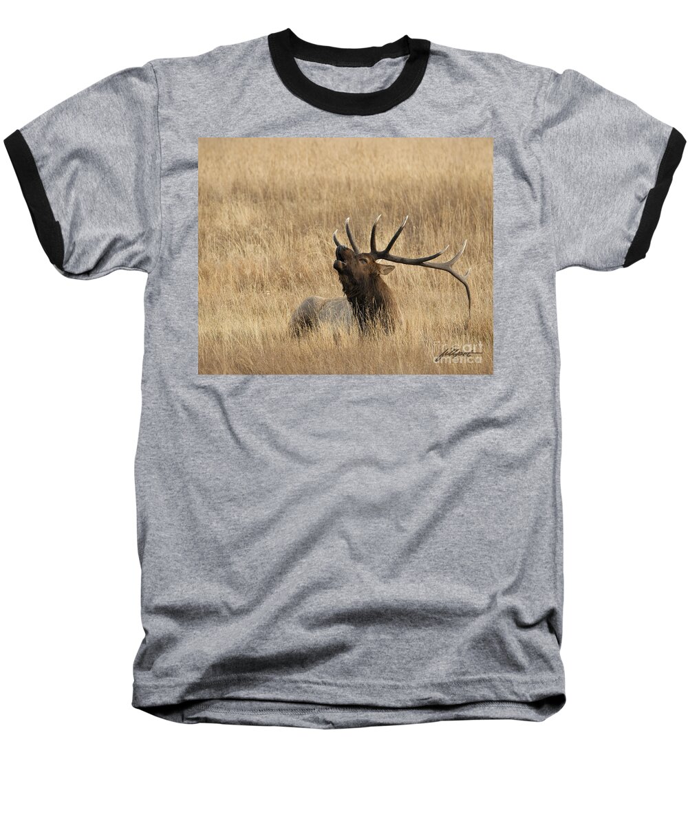 Rocky Mountain Bull Elk Baseball T-Shirt featuring the photograph Autumn song by Bon and Jim Fillpot