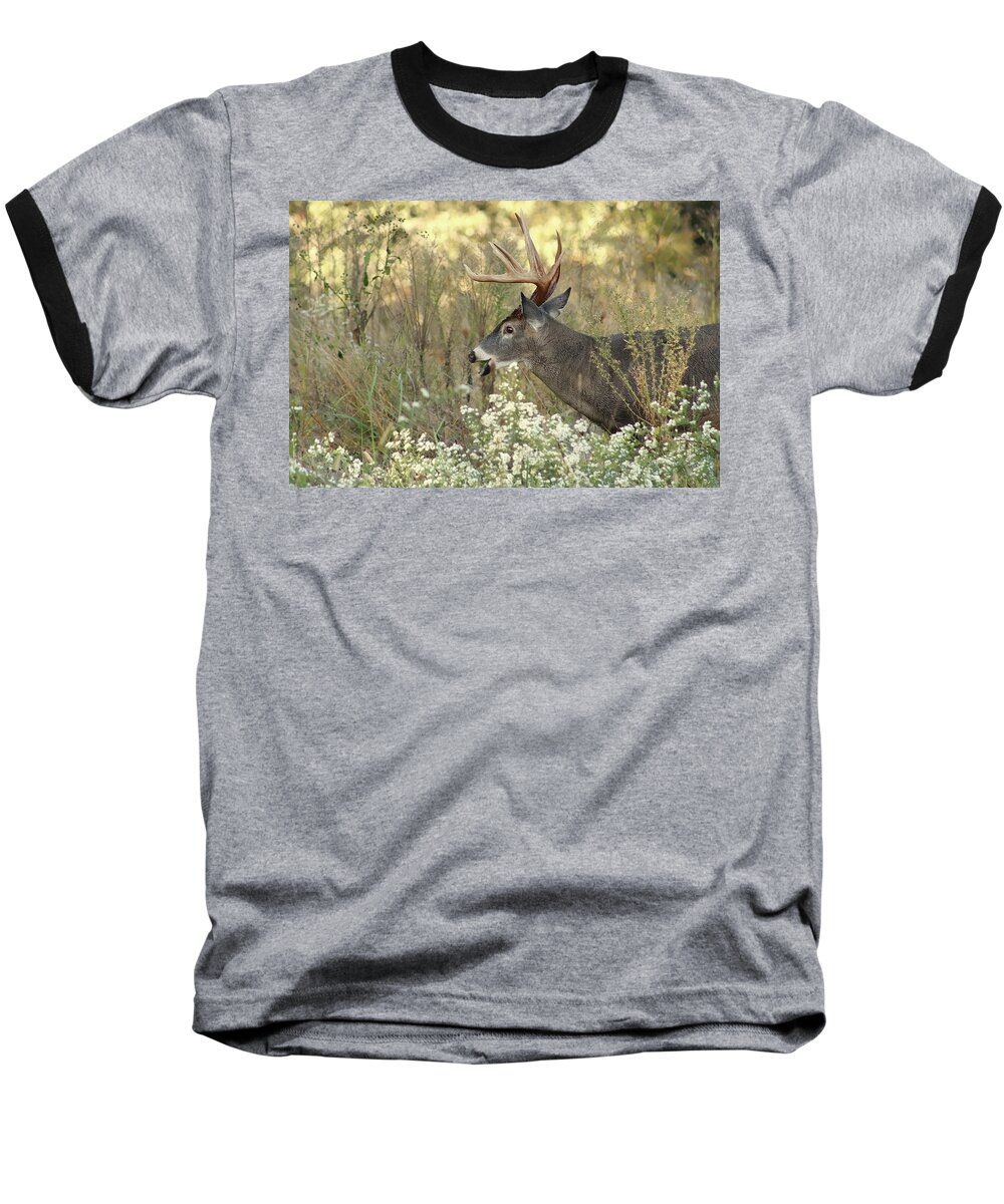 Whitetail Baseball T-Shirt featuring the photograph Autumn Whitetail in the Smokies by TnBackroadsPhotos