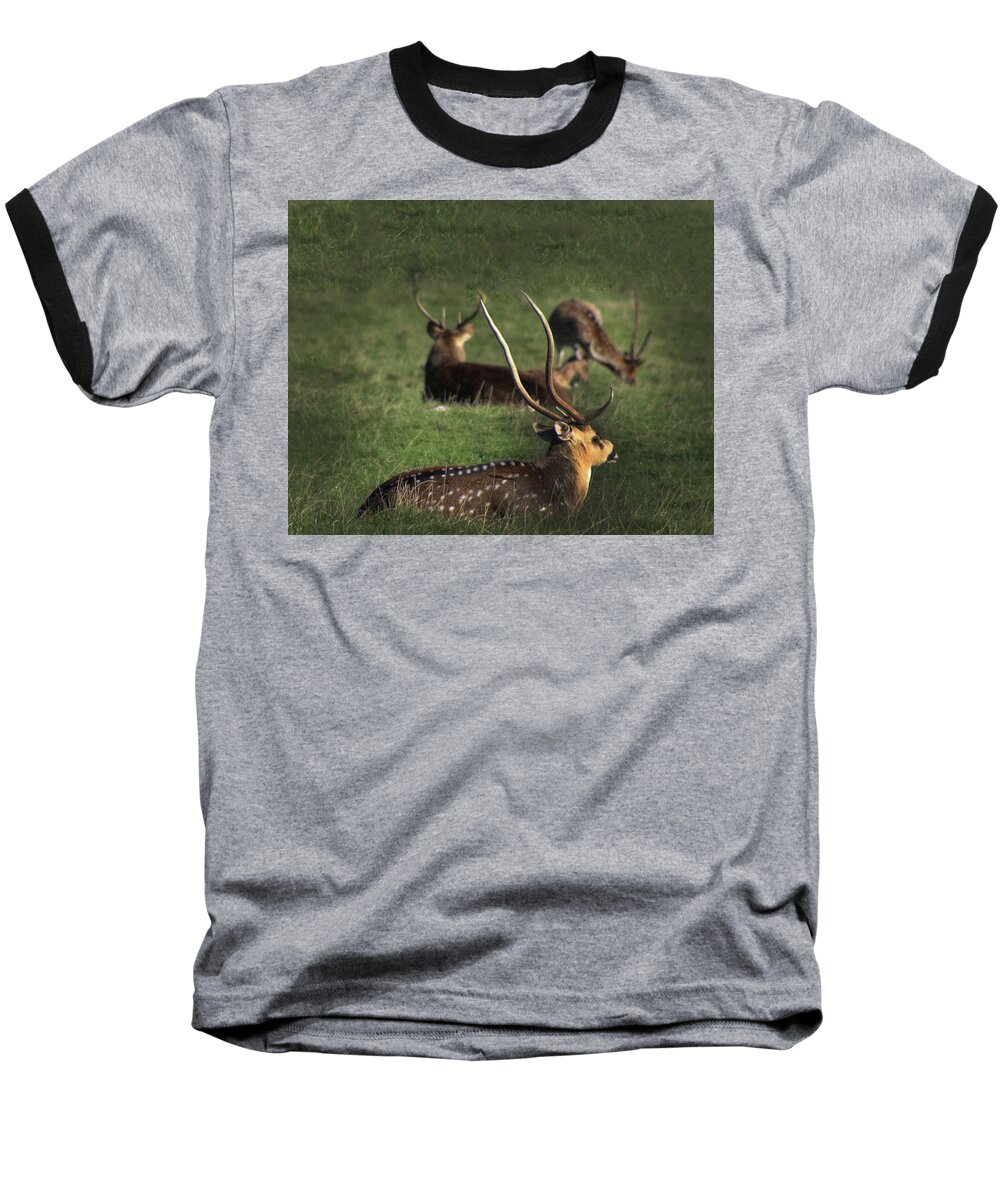 Wildlife Baseball T-Shirt featuring the photograph Long Horn Chital Deer by Doc Braham