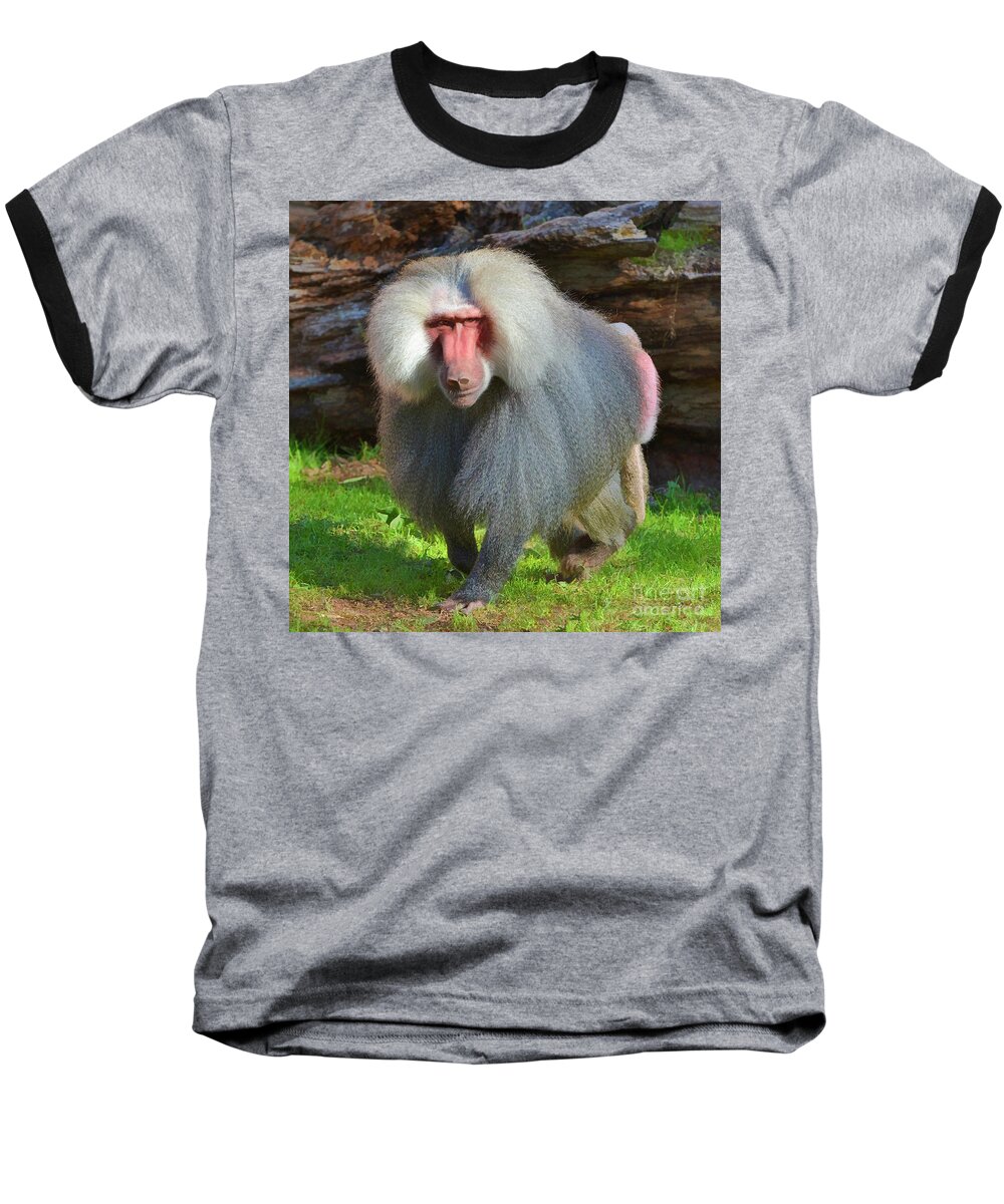 Baboon Baseball T-Shirt featuring the photograph Baboon Stalking by Kathy Baccari