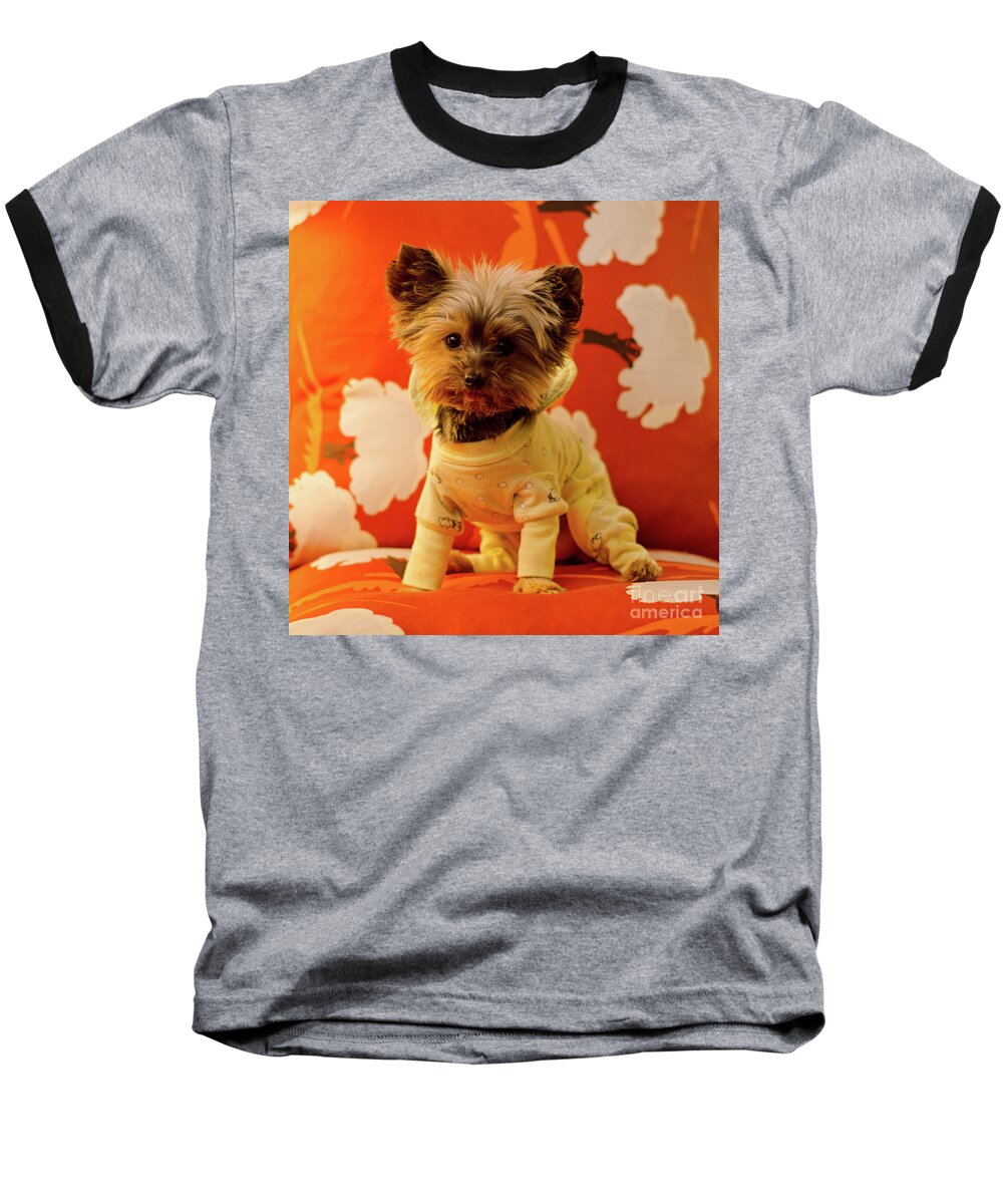 T-cup Yorkie Terrier Photograph Baseball T-Shirt featuring the photograph Baby Mel in PJs by Irina ArchAngelSkaya