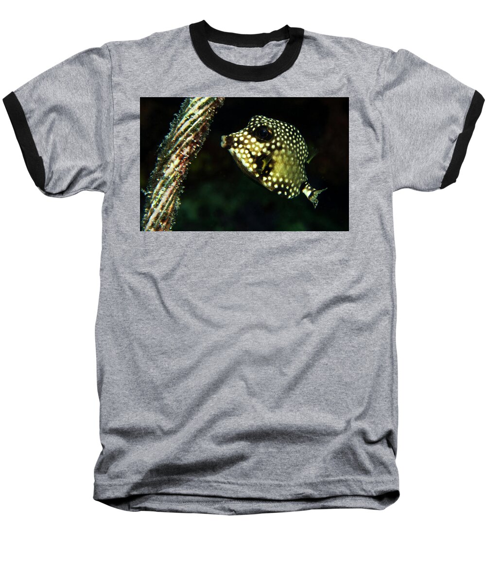 Bonaire Baseball T-Shirt featuring the photograph Baby Trunk Fish by Jean Noren